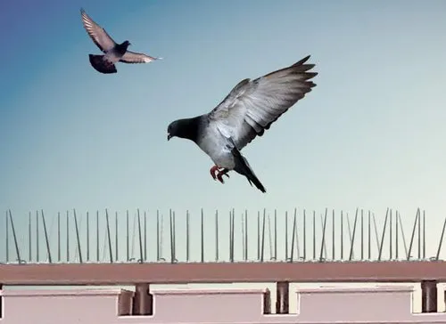 Bird spikes material and fitting